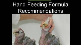 Tropican Hand Feeding Formula  Storage and Feeding Techniques [upl. by Larimer]