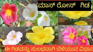 moss rose plant ಯಾವ ರೀತಿ ಕೇರ್ ಮಾಡಬೇಕು [upl. by Glenda]