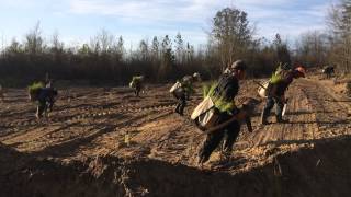 Planting of long leaf pine trees [upl. by Bohs]