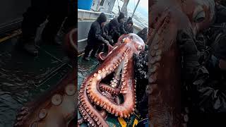 Giant Sea Monsters Caught by Fishermen 🐙🎣GiantSeaCreatures FishingDiscoveries OceanMysteries [upl. by Adnarim]