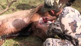 Elk Hunting How to Gut an Elk Part 1 [upl. by Bach]