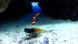 Clown Fish amp Bicolor Blenny [upl. by Maice]