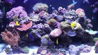 250 gallon REEF SYSTEM Chapter 1 Reef Tank [upl. by Annuahsal]