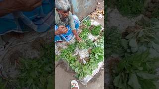 chilli🌶 plants repottingyoutubeshorts garden repotting [upl. by Rawde]