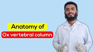Anatomy of Ox vertebral column।।All parts of atlasaxis typicalthoraciclumbar amp sacral vertebrae [upl. by Inobe]
