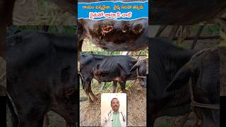 మానని  గాయం  మానింది కేవలం 4 రోజుల్లోdrmadina animalhusbandry [upl. by Ramiah]