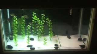 black skirt tetra breeding set up [upl. by Eladnar]