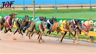 Australian champion Greyhound race [upl. by Dodwell231]