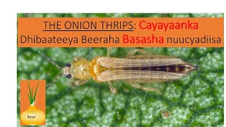 THE ONION THRIPS Cayayaanka Dhibaateeya Beeraha Basasha nuucyadiisa [upl. by Clotilde228]