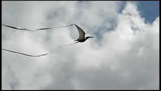 Pterodactyls flying [upl. by Dyche]