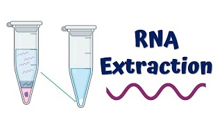 RNA Extraction  Principle and Process [upl. by Emlynn]