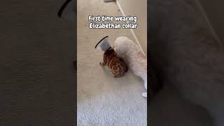 Cat wearing a collar for the first time cat cats catsoftiktok funnycat funnyvideos funny [upl. by Nohsauq342]