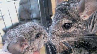 Baby Chinchilla Squeaks [upl. by Lenoel774]