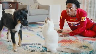 iShowSpeed New Cat Meets His Dog bad idea [upl. by Kissie]