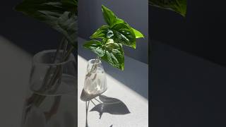 howto propagate a Syngonium Albo [upl. by Yrtneg]