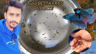 நம்ம betta fish Frys update fish aquarium viralvideo trending Catchyfishing [upl. by Radbourne]