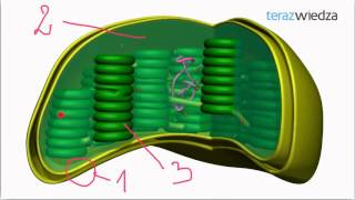 Cytologia  przykład 3 Chloroplasty [upl. by Toblat]