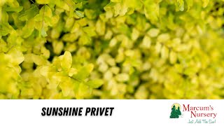 Sunshine Privet gardening backyardlandscaping outdoorlandscaping [upl. by Lilac367]