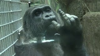 Gorilla flipping off camera and gawkers at the zoo [upl. by Annek]