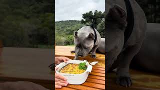 Torta de Maçã pra Cachorro e pra Humanos 🐾💙 americanbullybrasil [upl. by Tommi]