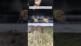 How To Help Bees [upl. by Rtoip667]