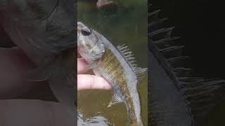 Bartrams Bass Fishing in Paradise shorts bassfishing fishingadventure [upl. by Octavie]