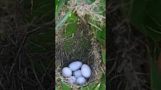 Egg Birds Growth In Nest EP01088 Baby Wild Birds Nest Nature Newborn Feathered Hatchlings [upl. by Echo]