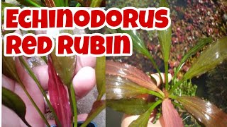 ECHINODORUS RED RUBIN Emersed Form  Aquatic Plants [upl. by Nalyorf]