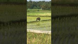 Raja babi hutan terciduk di tengah sawah [upl. by Shiri322]