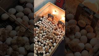 Homemade Incubator Hatching [upl. by Winchester]