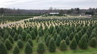 Christmas Tree Farms in New Jersey expecting a busy weekend [upl. by Woo]