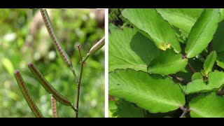 SPIRITUAL AND PHYSICAL BENEFITS OF KALANCHOE PINNATA EGORO amp CASSIA OCCIDENTALIS [upl. by Ainocal]