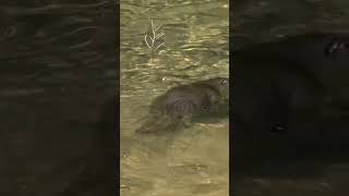 Top 5 Curious Platypus Facts 🤔 platypus animal animalfacts facts shortsfeed shortvideo [upl. by Seebeck354]