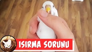 ISIRAN MUHABBET KUŞU EĞİTİMİ [upl. by Niram]