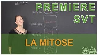 La mitose  SVT  1ère  Les Bons Profs [upl. by Rozanna]