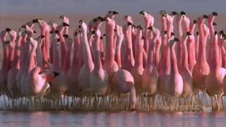 Hilarious Andean flamingo mating dance  NATURE  quotAndes The Dragons Backquot [upl. by Tichonn]