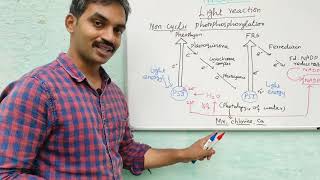 Light reaction  Cyclic and Non cyclic photophosphorylation  Hills reaction [upl. by Katherina]