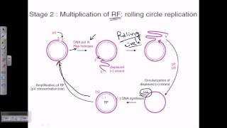 M13 phage genome replication [upl. by Dudden]