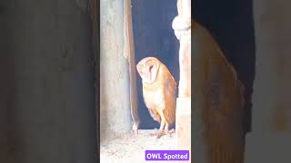 Owl spotted in house owl owls birds wildlife house [upl. by Rombert832]