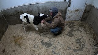 A Day On A Wisconsin Dairy Farm [upl. by Akirahs]