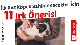 İlk Kez Köpek Sahipleneceklere 11 Irk Önerisi [upl. by Hceicjow353]