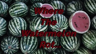 Where the Watermelon Rot [upl. by Daisey539]