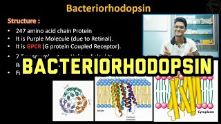 Bacteriorhodopsin  Biochemistry  Mechanism  Tamil  Proton Pump Protein  Biology ThiNK VISION [upl. by Vasyuta]