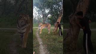 The royal bengal tiger looked boy royalbengaltiger attack tiger documentary naturedocumentary [upl. by Lisabeth]