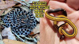 Herping Central Florida  Colorful Snakes Bellowing Alligators and Giant Softshells April 2023 [upl. by Arrais]