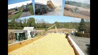 MAIS DRESCHEN und MAHLEN 2017 Claas Mega 360 im Einsatz [upl. by Ramled]