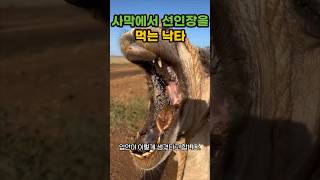 사막에서 선인장을 먹는 낙타 낙타 camel [upl. by Karmen]