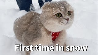 A Scottish Fold cat first time in Lake Tahoe seeing snow and walking in snow  Cats and Snow [upl. by Yreffej152]