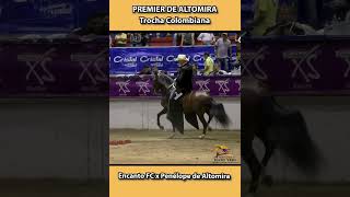 PREMIER DE ALTOMIRA ARMENIA 2018 trocha shortsvideo horse equitacion caballosdepaso [upl. by Iramo]