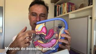 Exercício para períneo e músculos do assoalho pélvico [upl. by Lucrece]